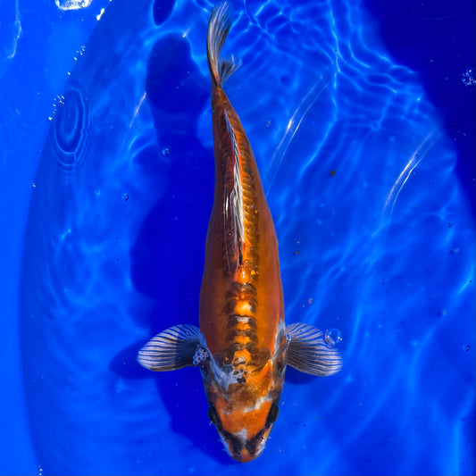 Igarashi Benikiko 33cm