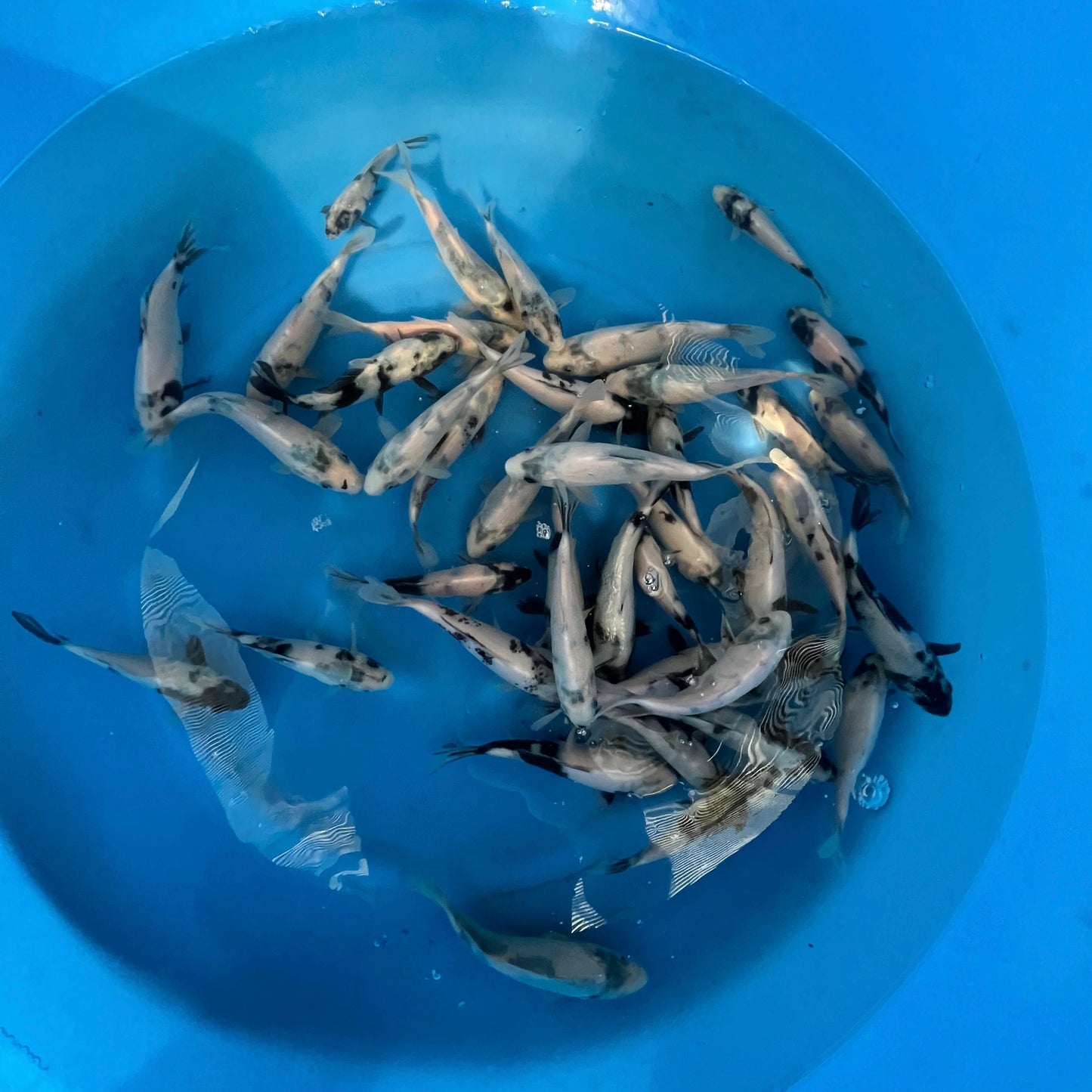 Shiroutsuri 15-18cm