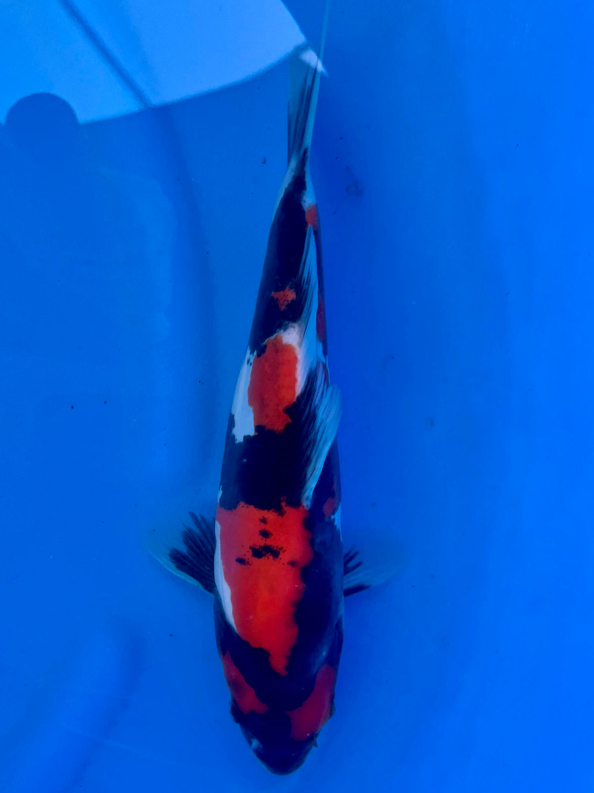 HQ D. Showa 26cm | CUNIASU | REZERWACJA ❗️D.P