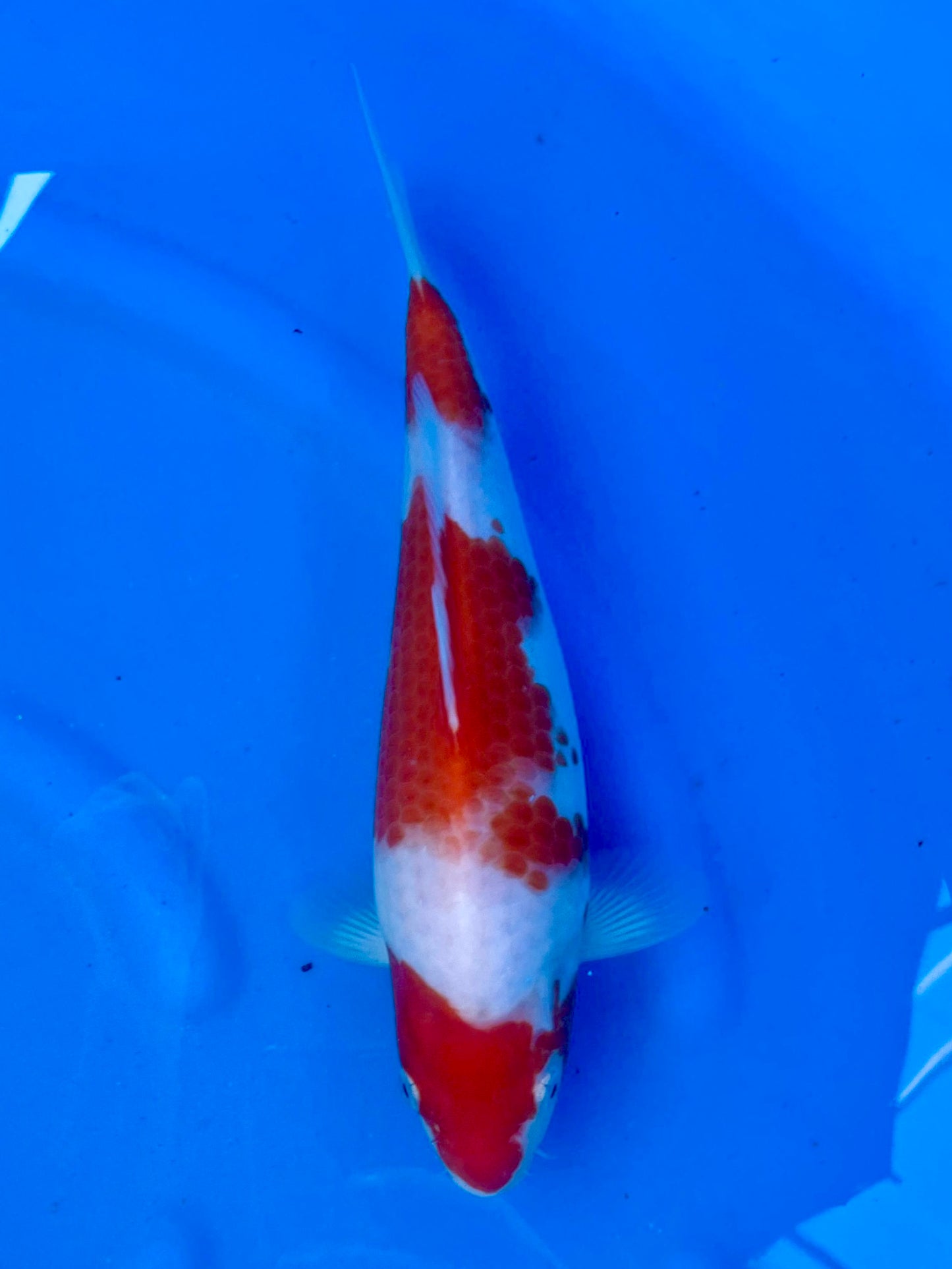 Kohaku 27cm | KASE | REZERWACJA❗️L.C