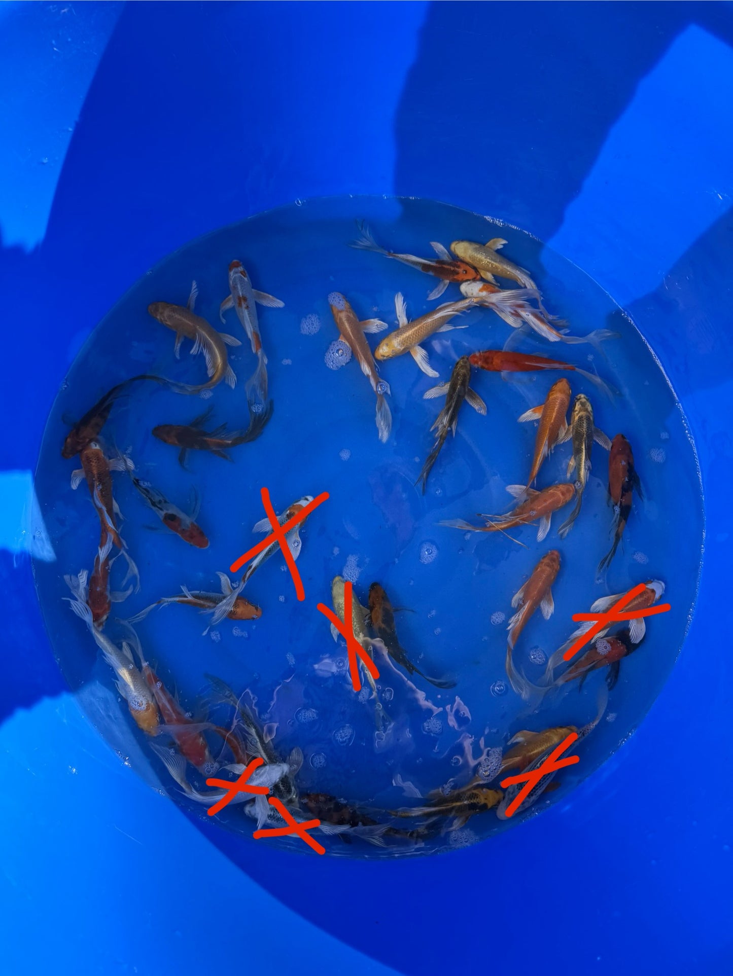 Mix Butterfly Koi 15-20cm