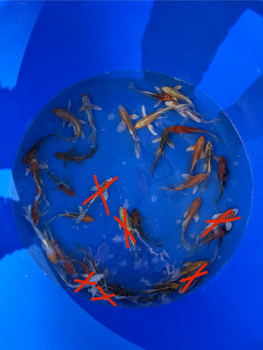 Mix Butterfly Koi 15-20cm