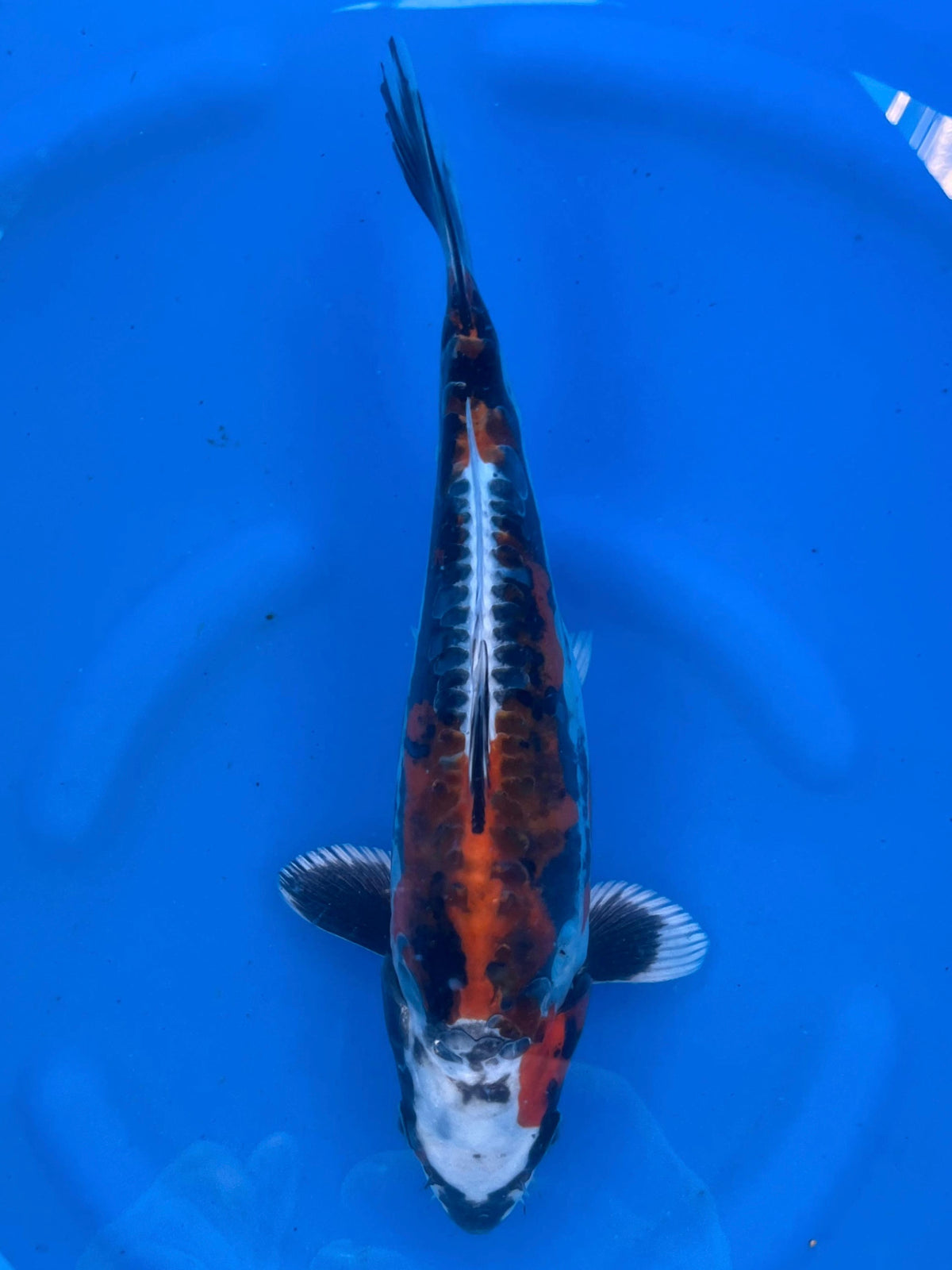 Benikikokuryo 27 cm | AOKI