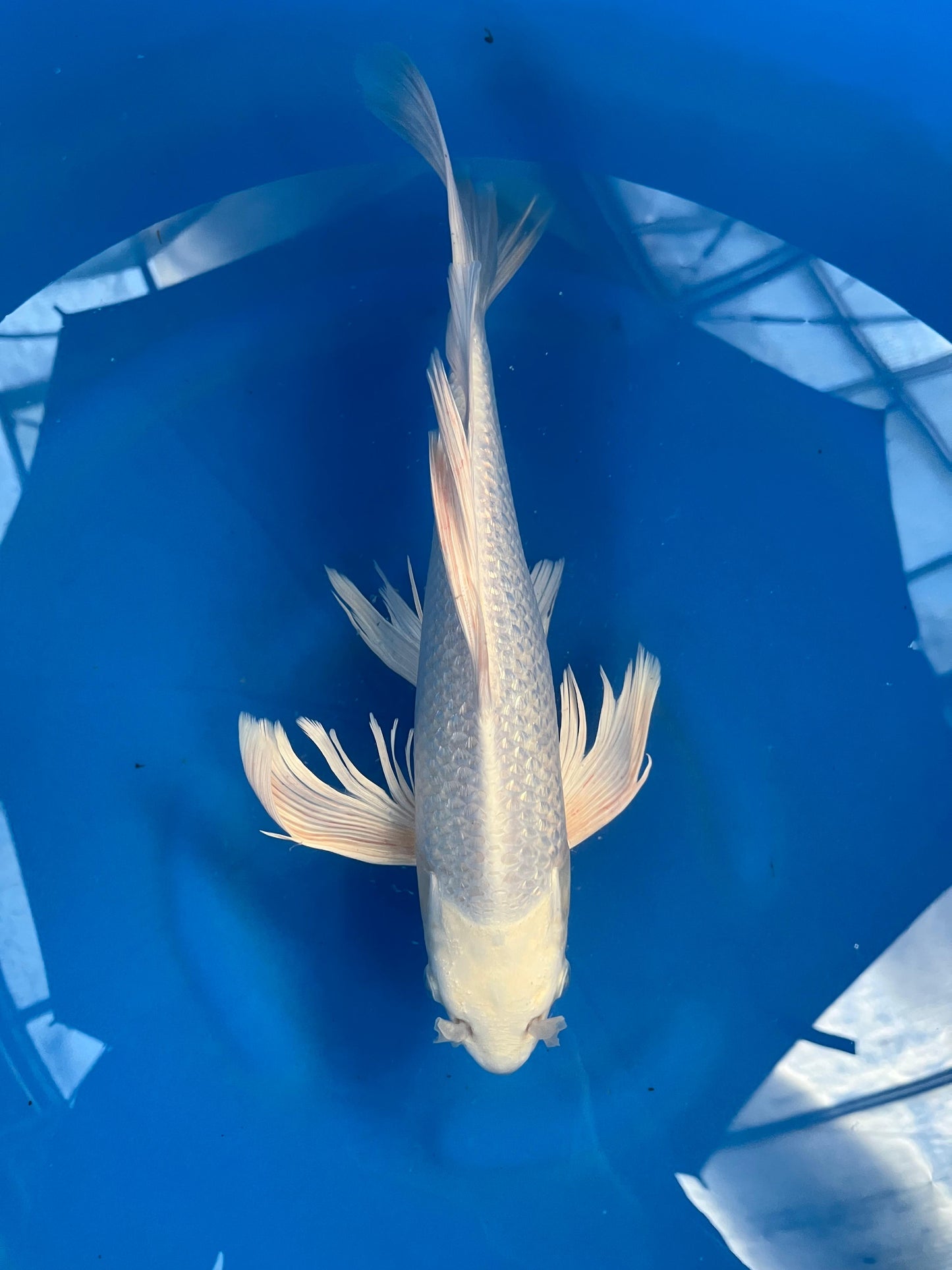 Ginrin Platina 36cm | YAMASAKI |