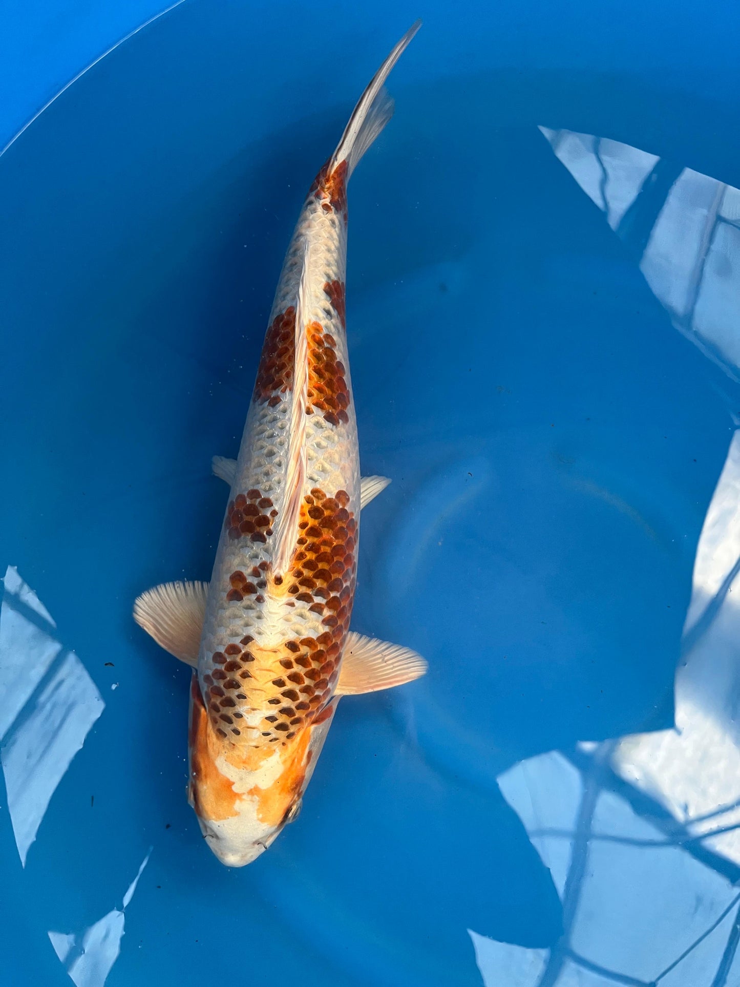 HQ Kujaku 47cm | SUDA |