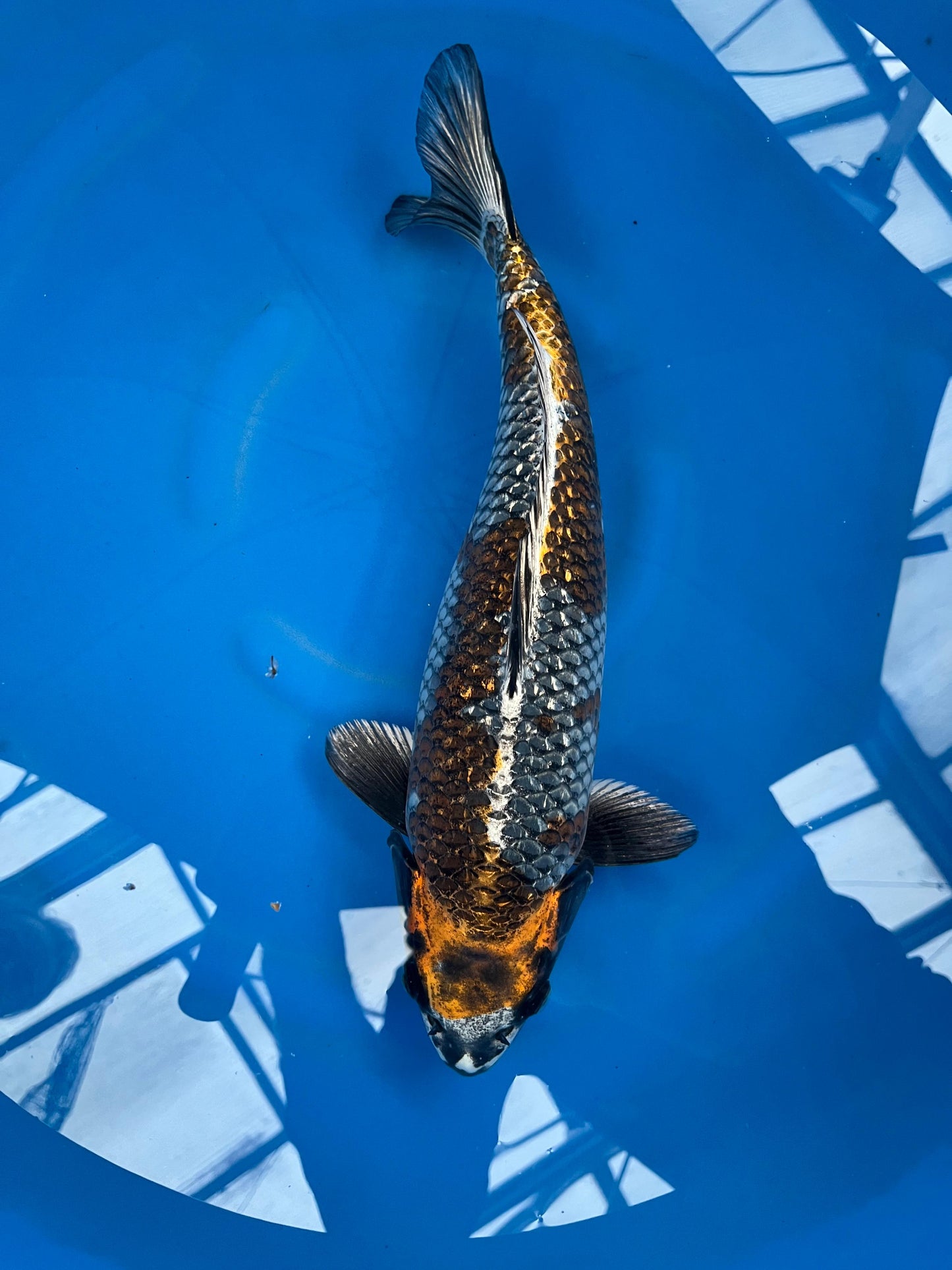 HQ Ginrin Ki Ginga 41cm |IKARASHI|