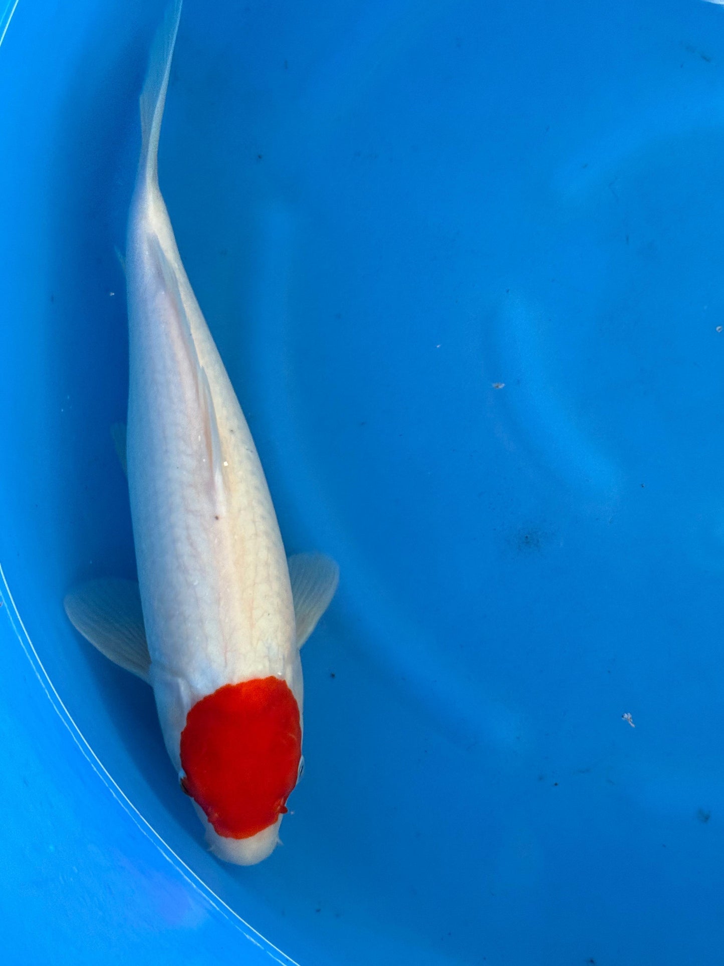 HQ Tancho Kohaku 45cm