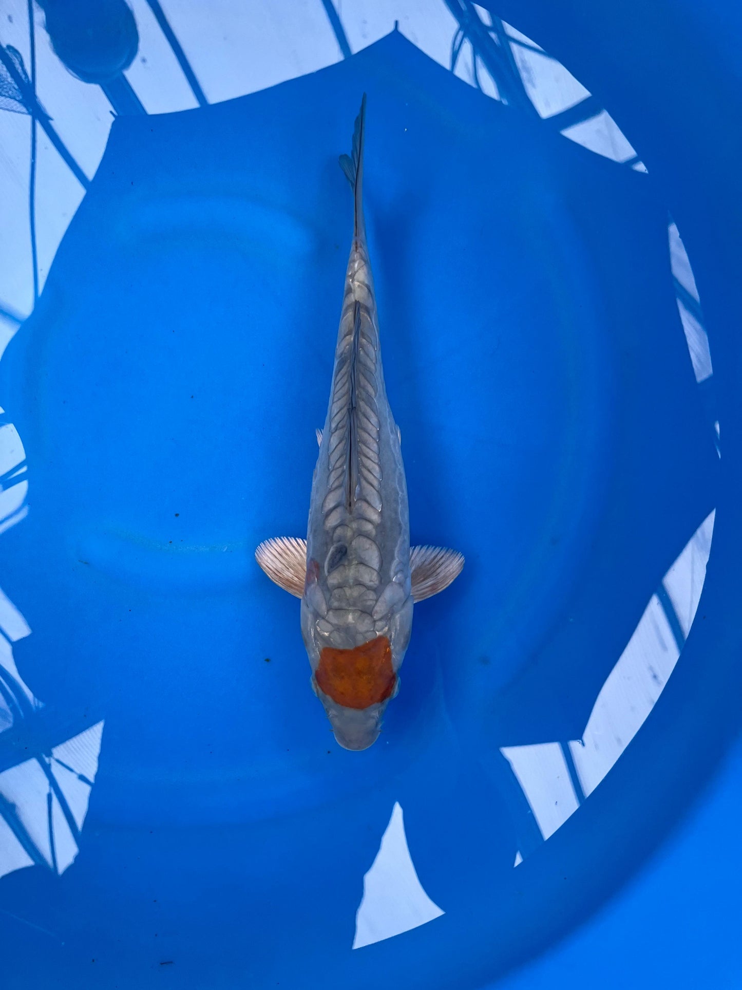 Big Scale Tancho Ochiba 33cm | KASE | REZERWACJA🚨