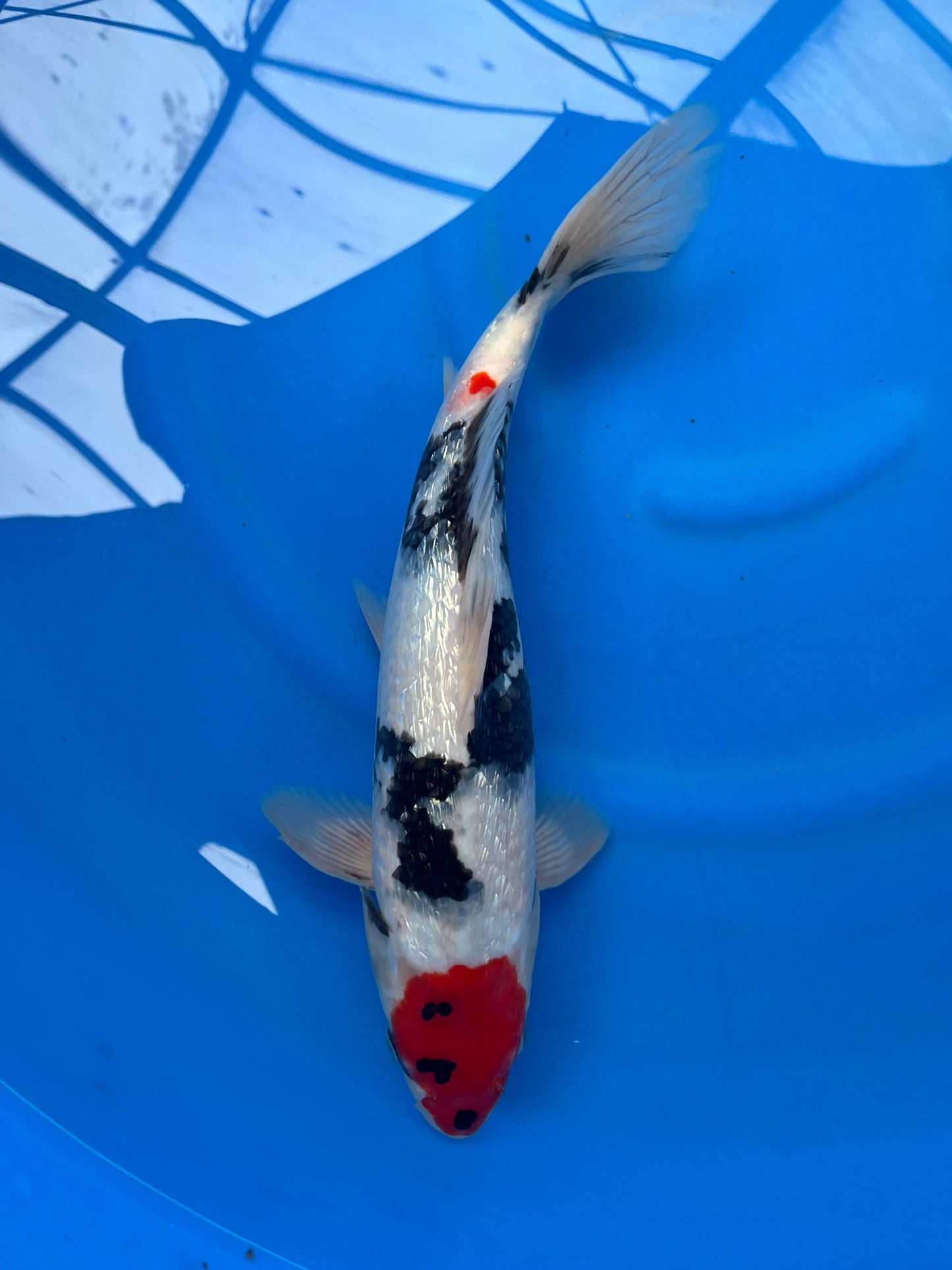 Ginrin Tancho Showa 38cm | KASE