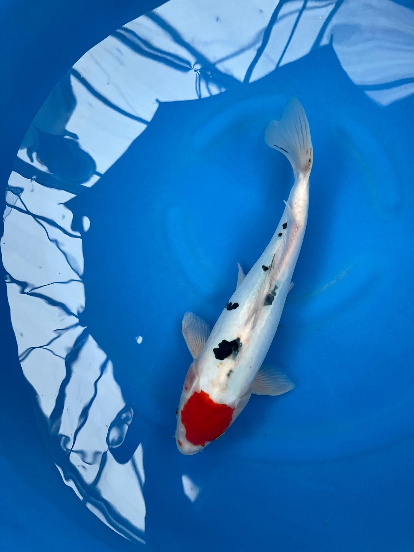 D. Tancho Sanke 33cm | KASE