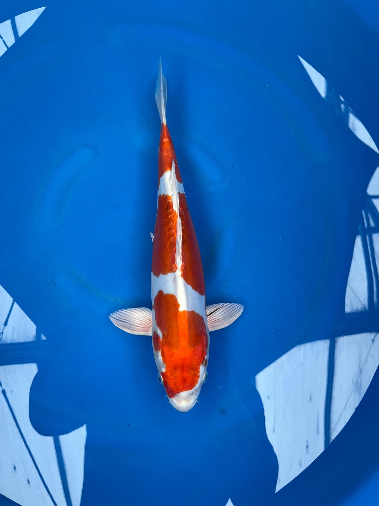 HQ Kikusui 37cm | KASE