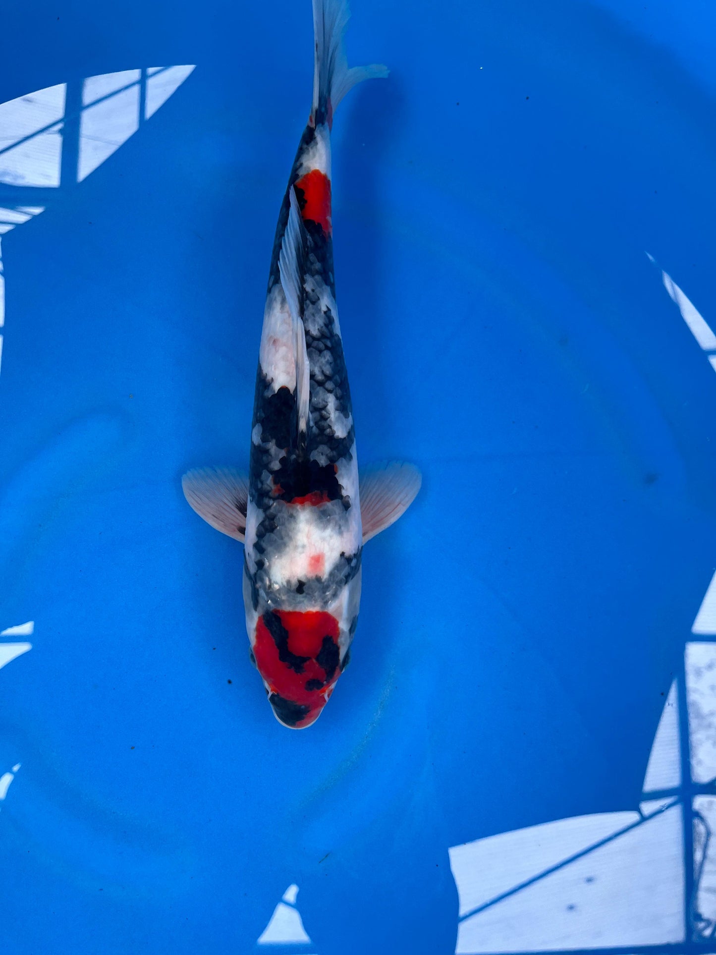 Tancho Maruten Showa 32cm | KASE