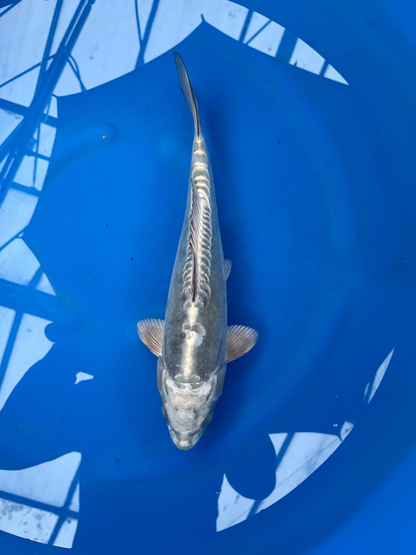 HQ Nicu Ogon 36cm | KASE