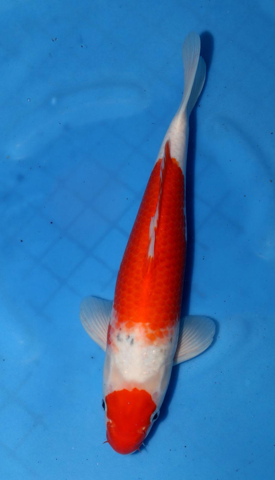 Kuchibeni Sanke 40cm
