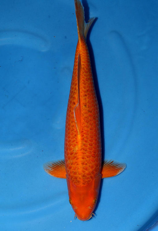 Akamatsuba 52cm
