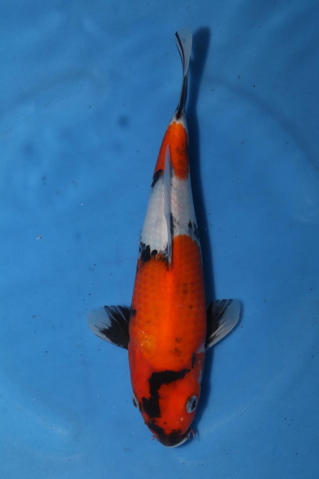 Nagashima Showa 33cm
