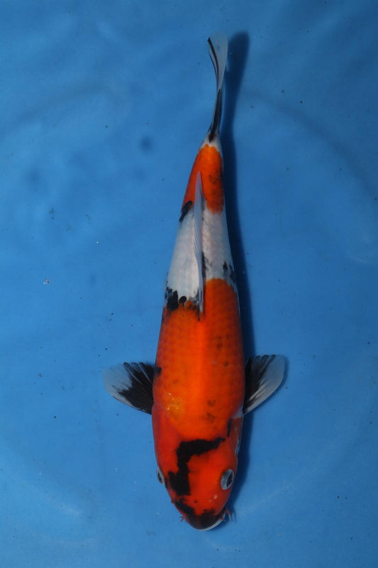 Nagashima Showa 33cm