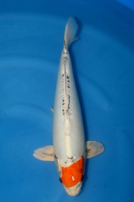 Kase Tancho Benikiko 48cm