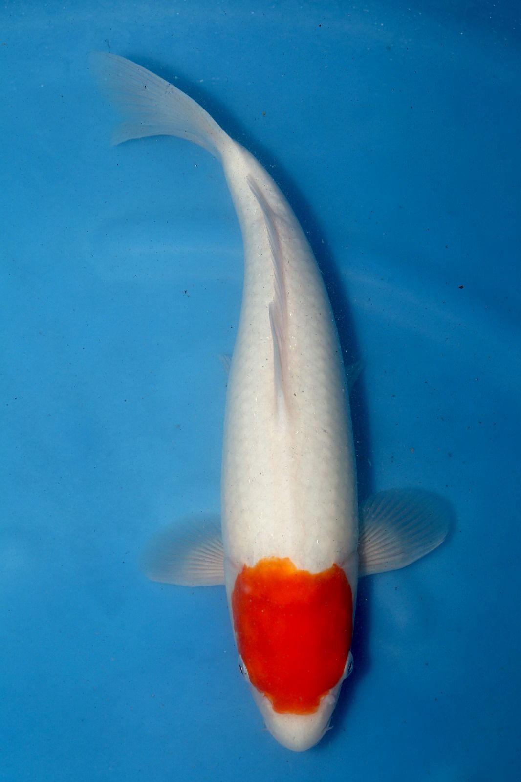 Maruju Tancho 43cm