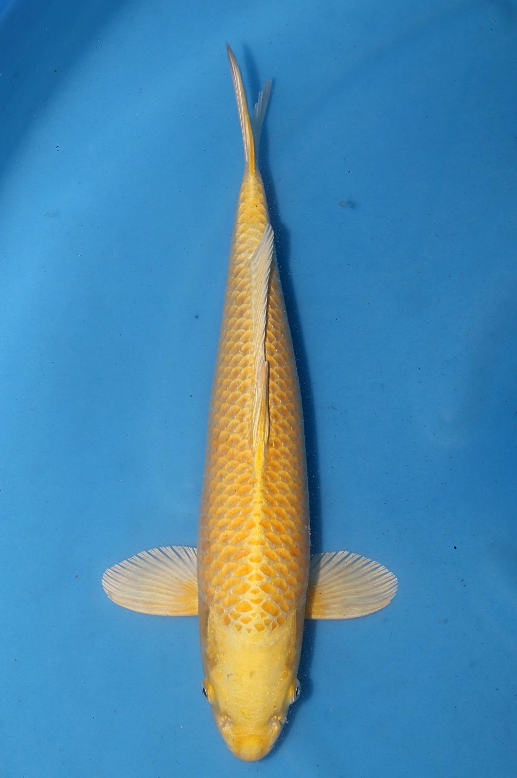 Maruju Yamabuki 43cm