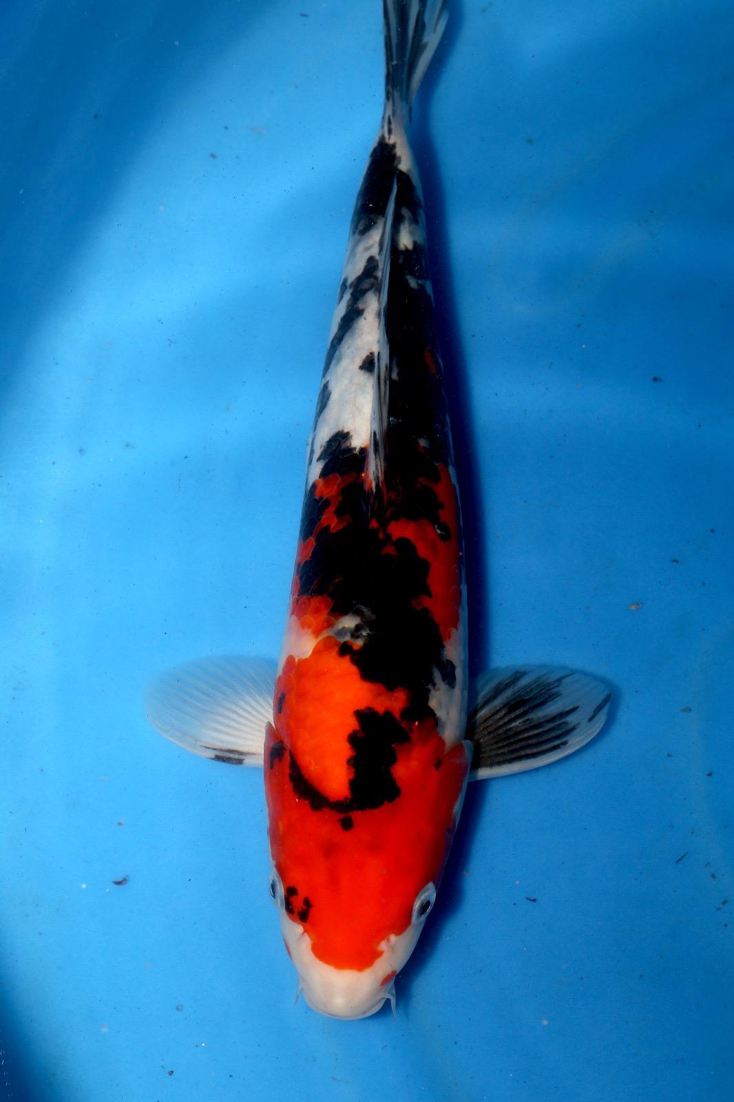 Nagashima Showa (Narbe) 37cm