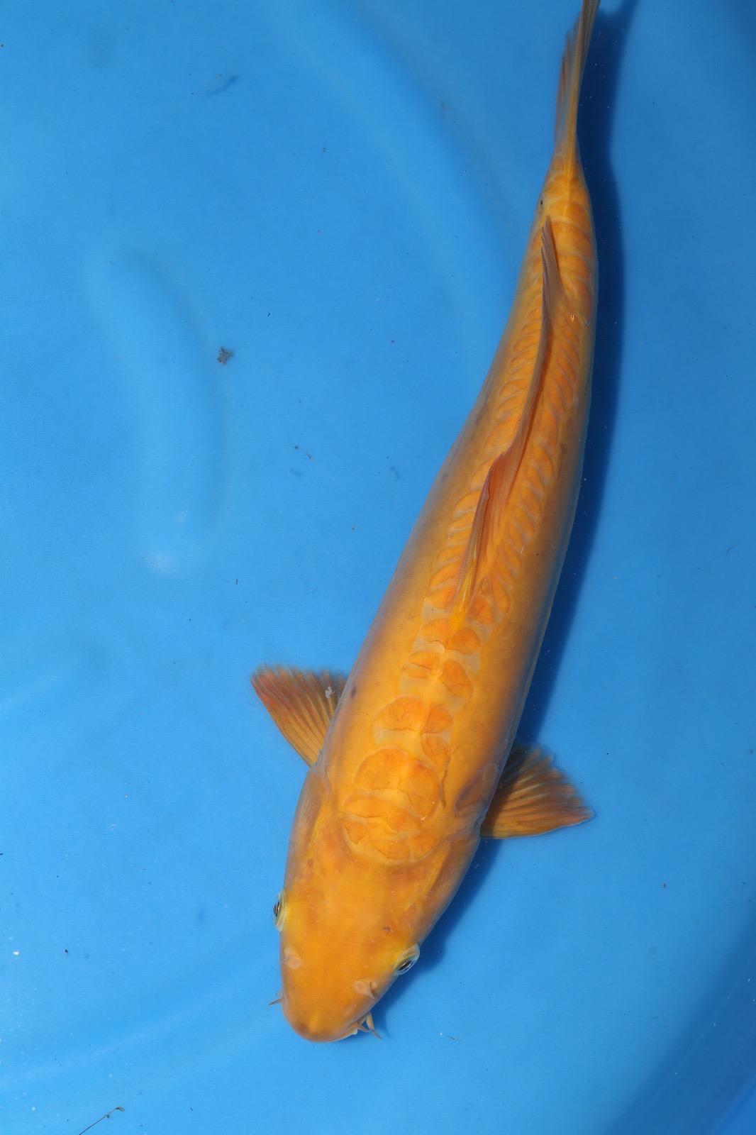 D.Karashigoi 40cm