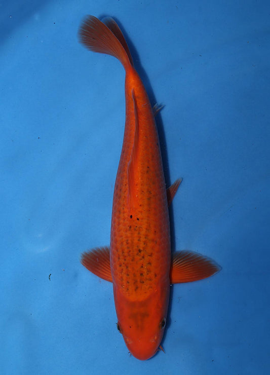 Marusei Akamatsuba 45cm