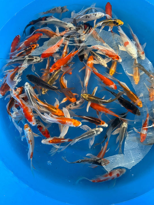 Mix box butterfly koi 16-21cm, 150zł/szt
