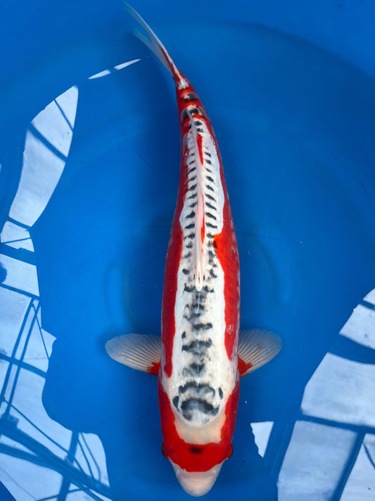 Shusui 55cm |HOSOKAI|