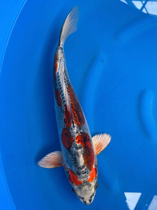 Benikikokuryo 39cm | IKARASHI