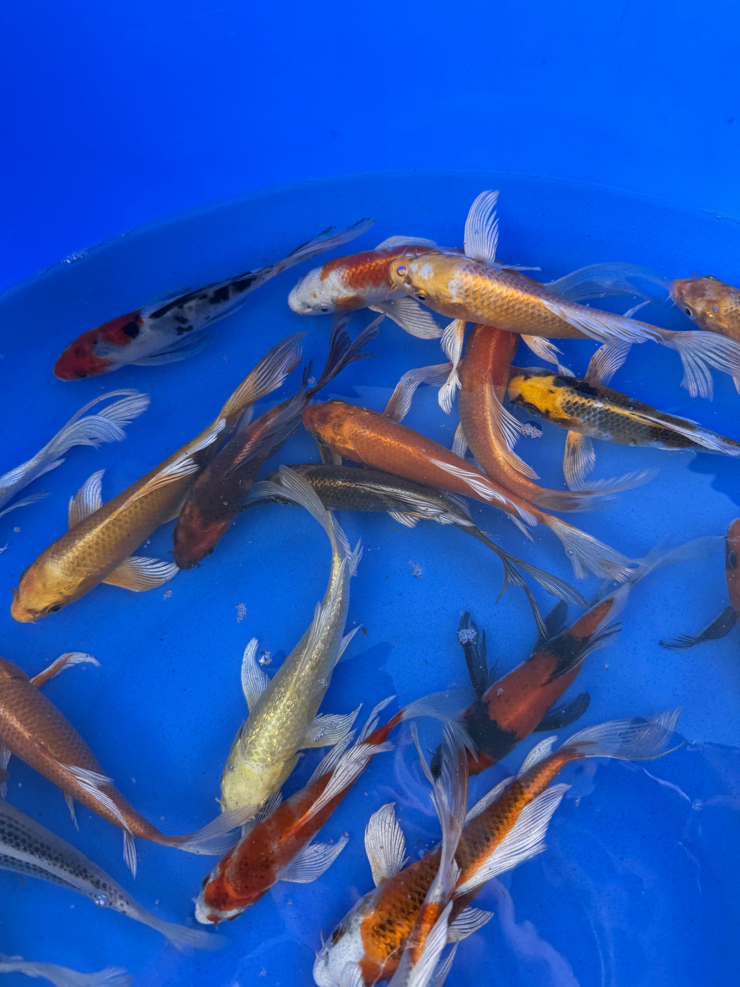 Mix Butterfly Koi 15-20cm