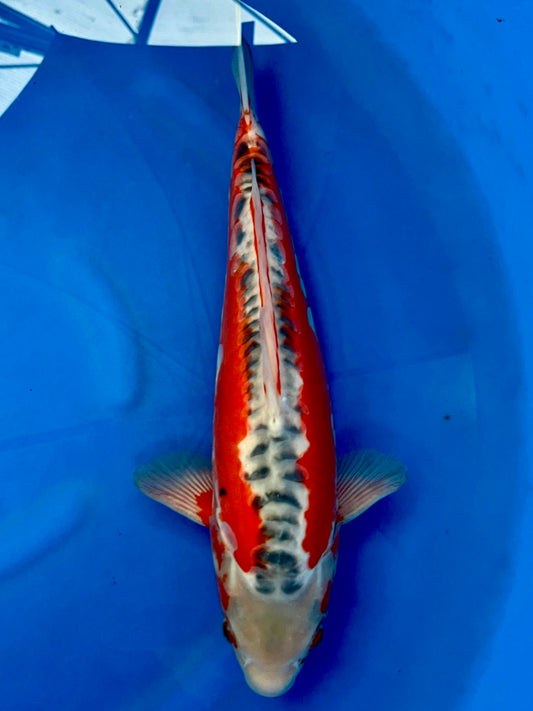 Shusui 40cm | IKARASHI