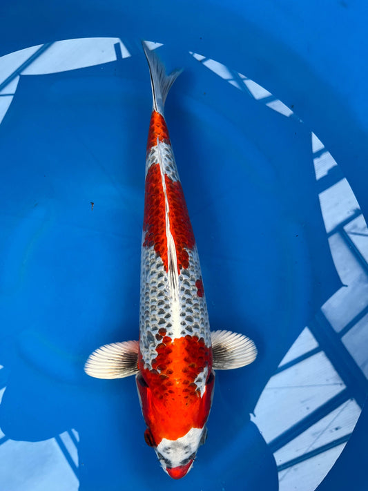 HQ Kujaku 43cm |HOSOKAI| REZERWACJA❗️A.W