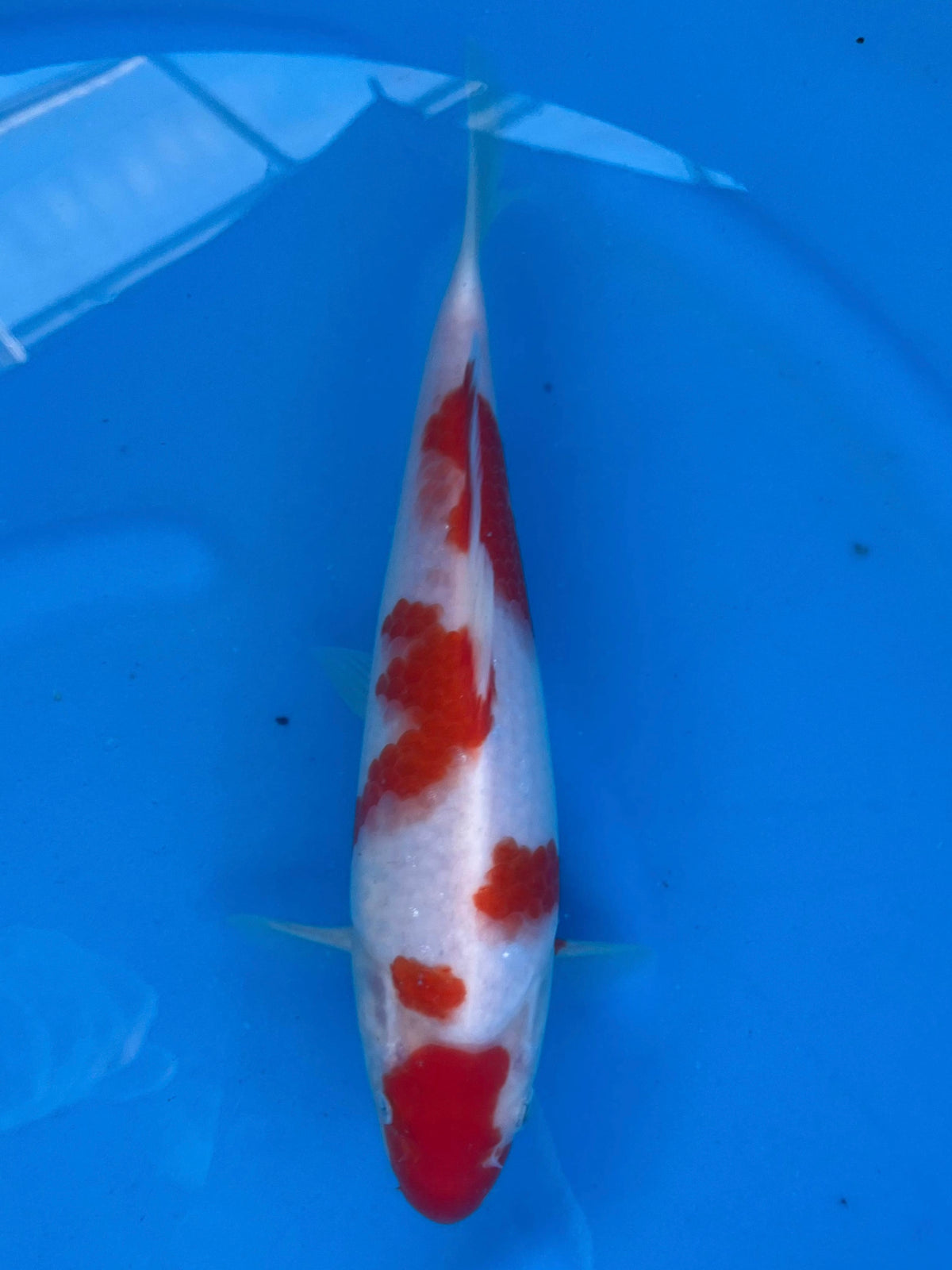 Kohaku 26cm | SUDA
