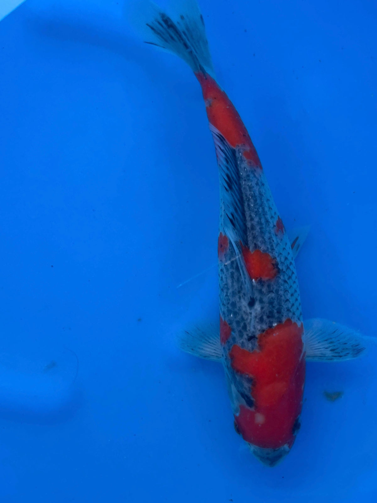 HQ. Goshiki 26cm | KANO