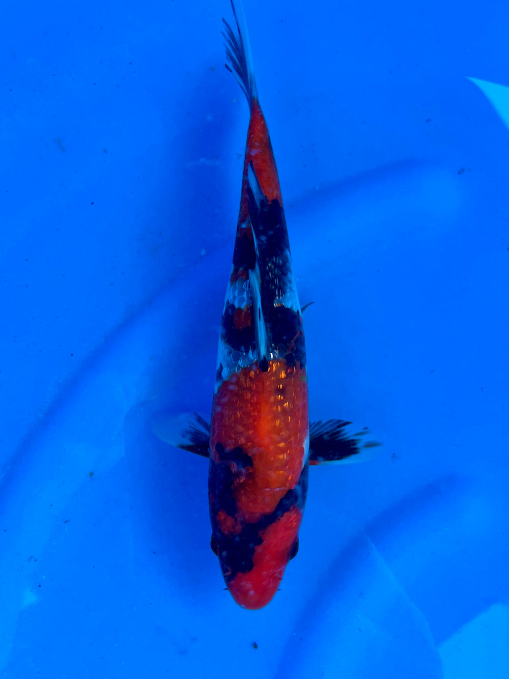 Ginrin Showa 23cm | CUNIASU | REZERWACJA❗️S.D