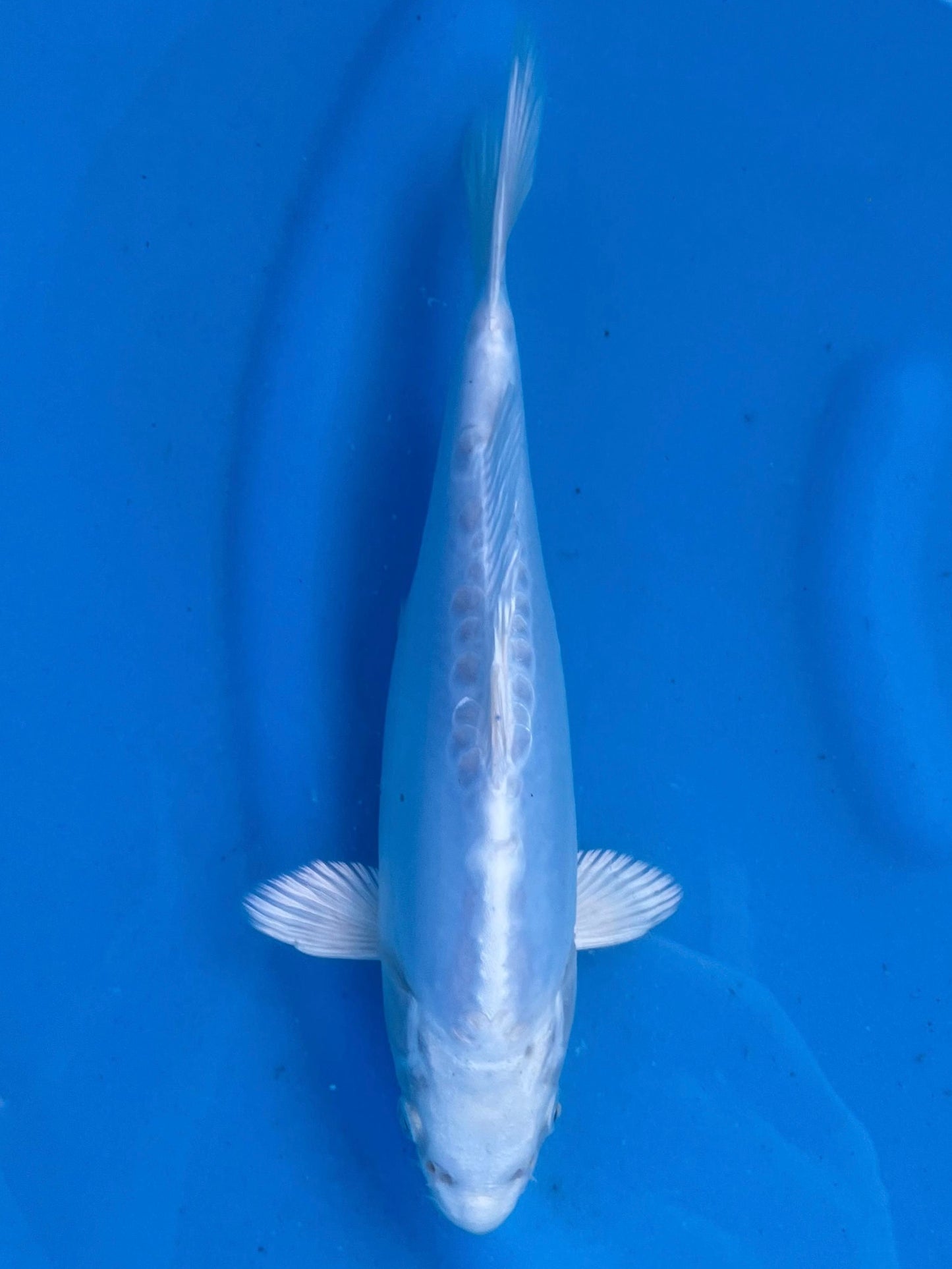 HQ D. Platina 27cm | OOFUCHI