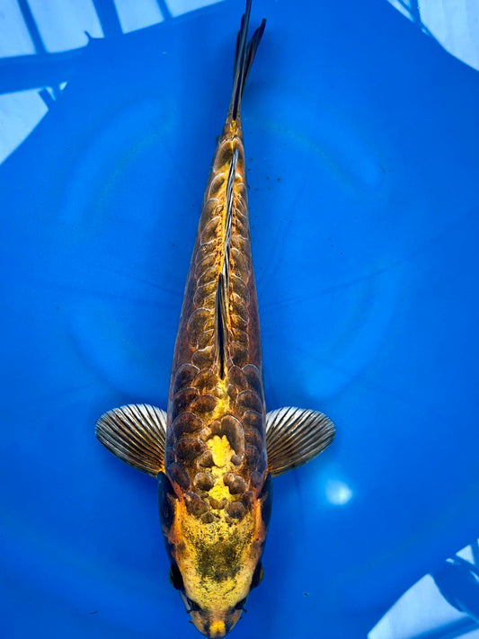 HQ Big Scale Aragoke 37cm |IKARASHI| REZERWACJA❗️D.P