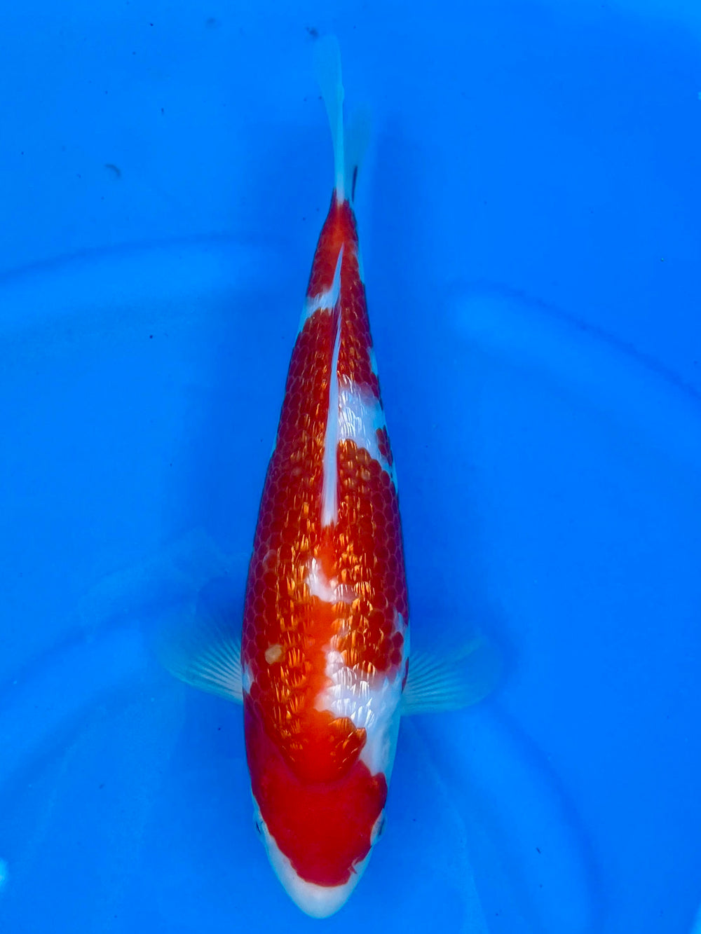 HQ Ginrin Kohaku 27cm | OOFUCHI
