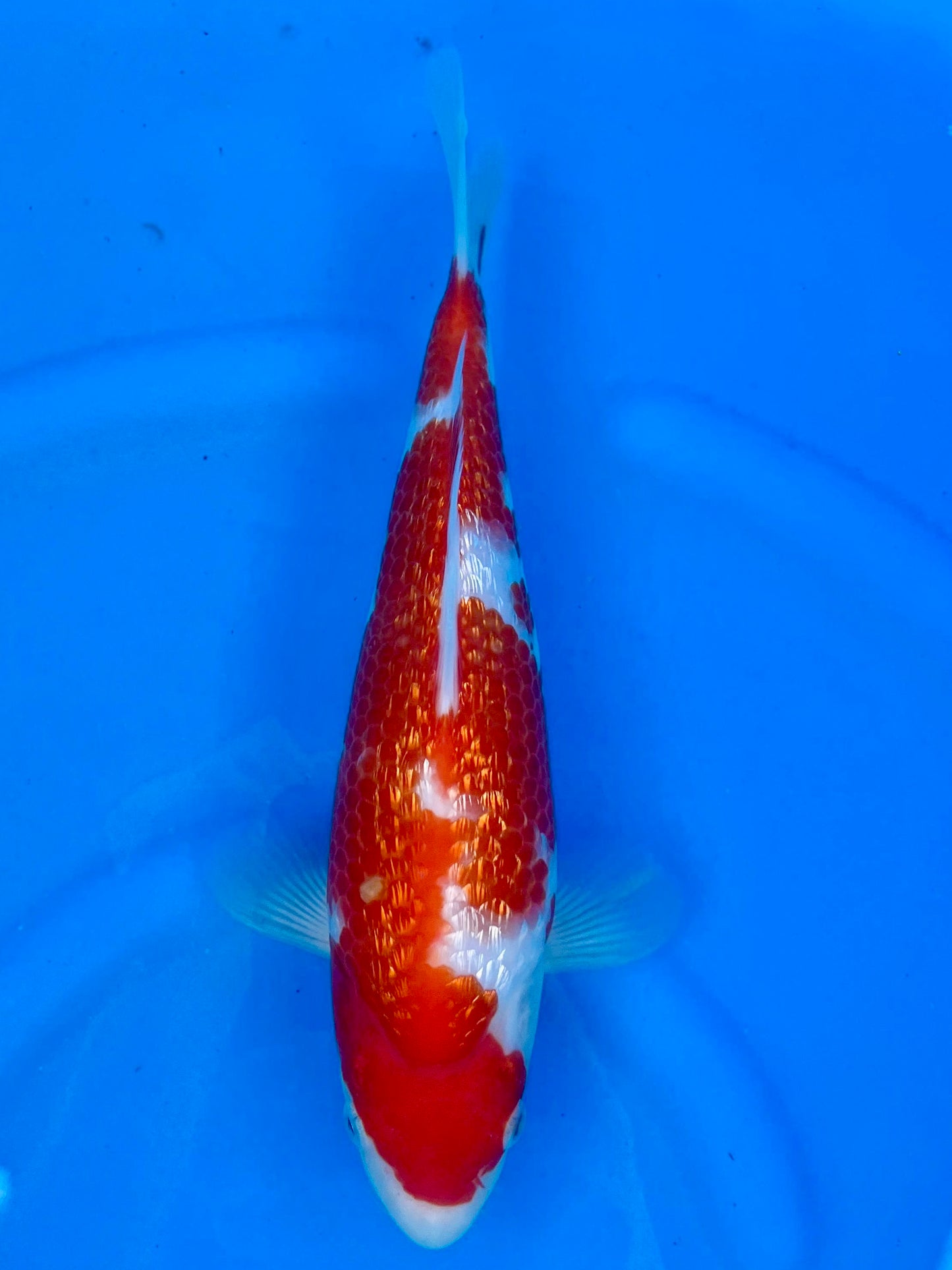 HQ Ginrin Kohaku 27cm | OOFUCHI | REZERWACJA❗️Ł.CZ
