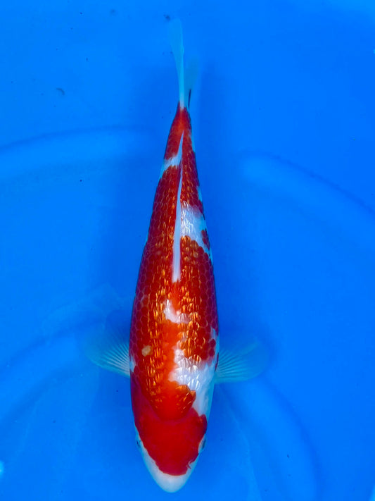 HQ Ginrin Kohaku 27cm | OOFUCHI | REZERWACJA❗️Ł.CZ