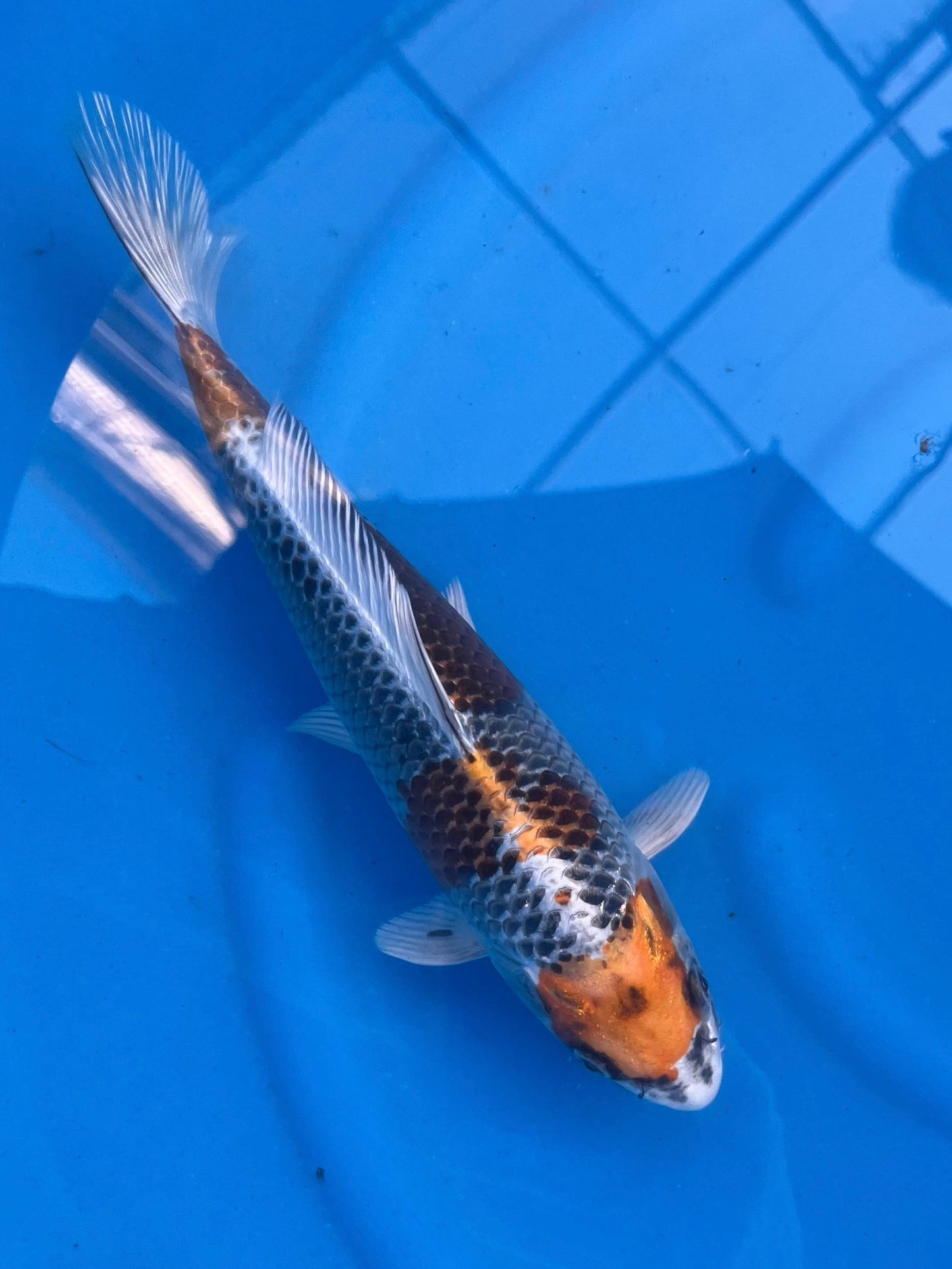 HQ Ki Kujaku 29cm | SUDA