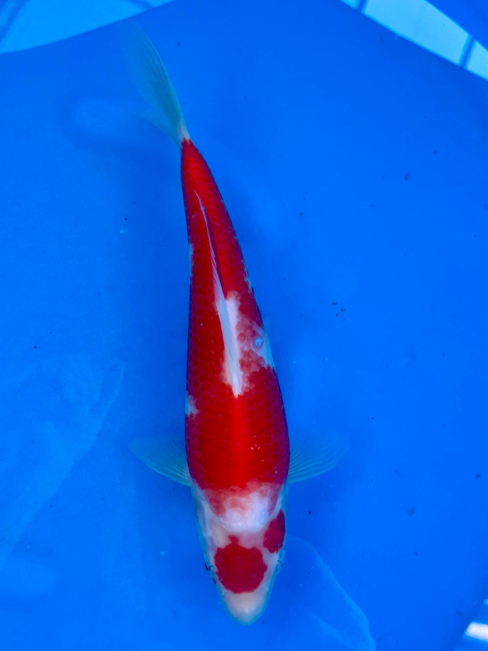Maruten Kohaku 25 cm | SUDA