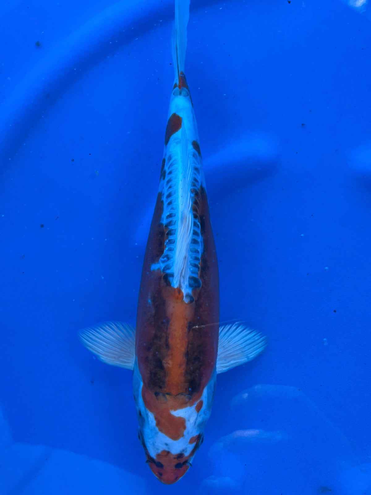 HQ Benikiko 29cm | AOKI