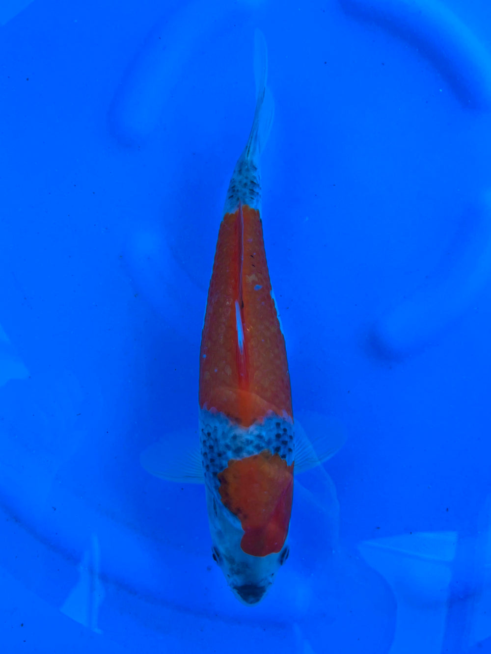 Goshiki 28cm | KANO