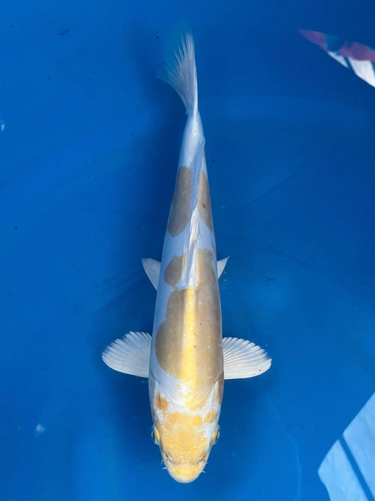 D. Hariwake 29cm | YAMASAKI |