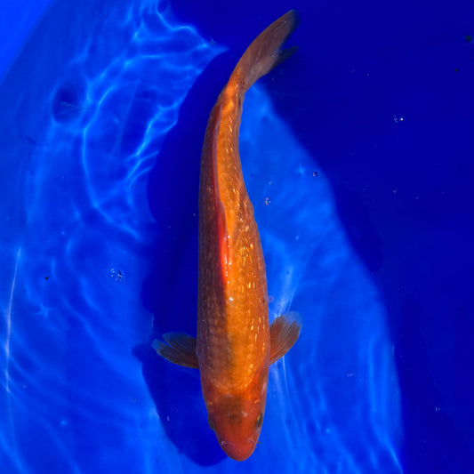 Ginrin Karashigoi 31cm SPRZEDANY