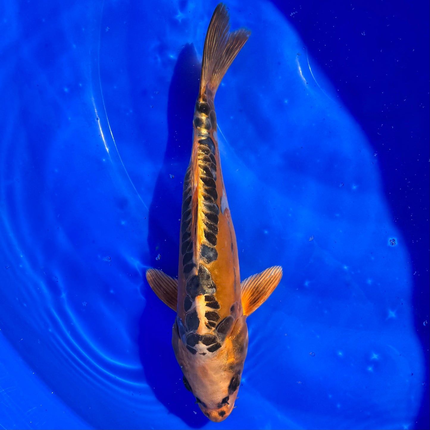 Mizuh Ogon 31-32cm