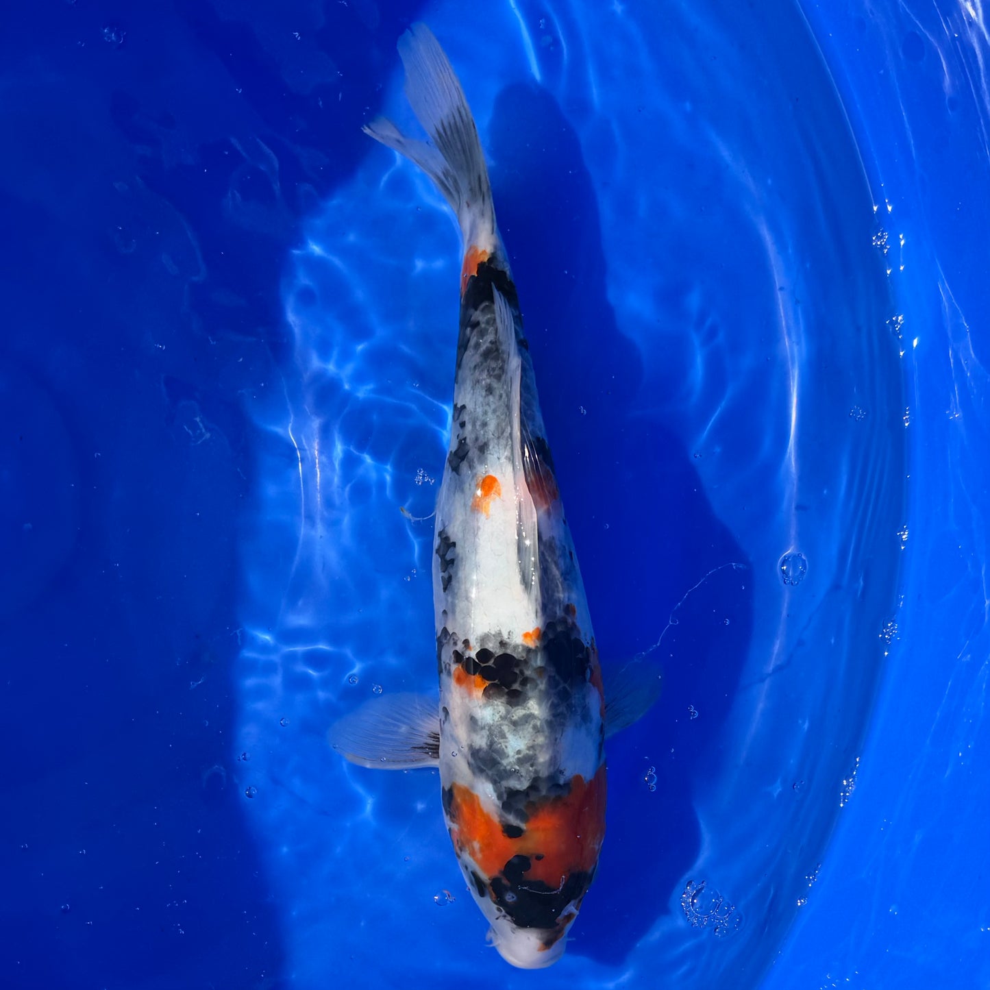 Danishi Showa 37cm