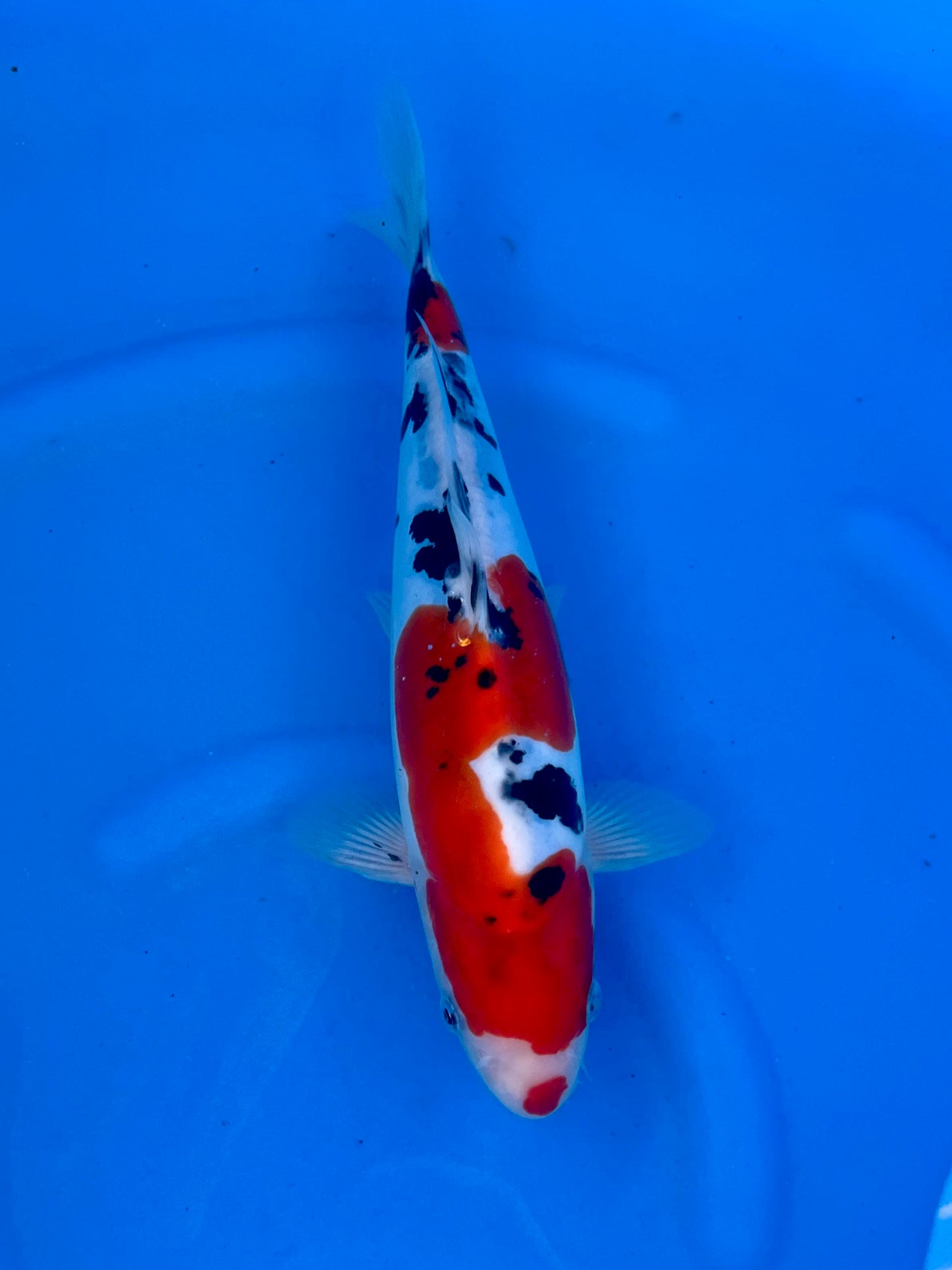 HQ D. Sanke 28cm | CUNIASU| REZERWACJA A.T❗️
